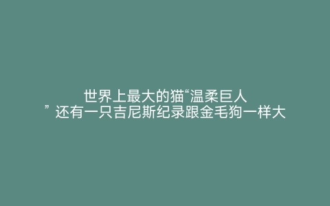 世界上最大的猫“温柔巨人” 还有一只吉尼斯纪录跟金毛狗一样大 世界之最网